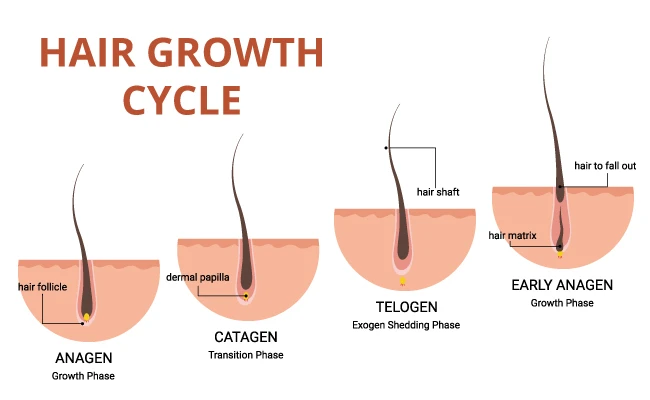 Hair Growth Cycle Phases