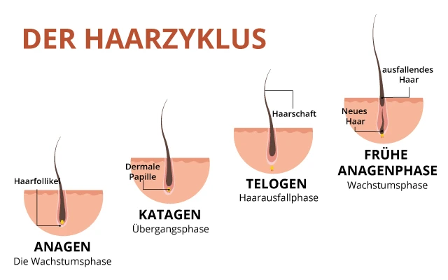 Der Haarzyclus