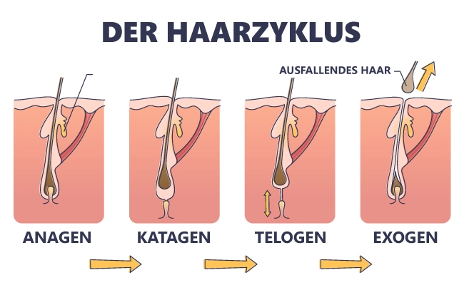Der Haarzyclus