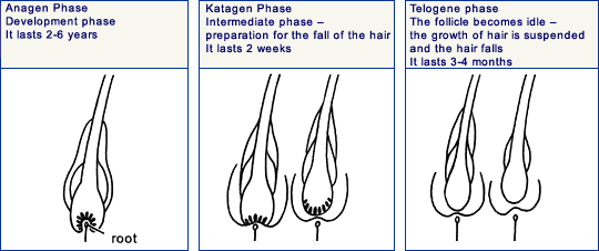 hair_growth_cycle